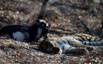В гости к козлу Тимуру и тигру Амуру приедут дети из Новороссии Тимура и Амура посетят детишки.
