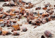 В Литве пляжи буквально усеяны мертвыми майскими жуками Бесконечное количество мертвых майских жуков накрыло пляжи Латвии, и как сообщают экологи, насекомых будет еще больше.