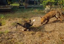 В Удмуртии бешеная лиса нападала на домашних животных Бешеная лиса нападает на домашних животных.