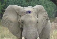 В Зимбабве слону пришлось несколько недель проходить с пулей во лбу Слон выживший после ранения пулей в лоб