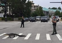 Аллигатор из Флориды перешел дорогу прямо по «зебре» Флоридский аллигатор перешел дорогу так, как положено - по "зебре".