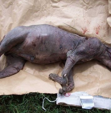 Житель украинского села убил чупакабру В украинском селе расправились с чупакаброй.