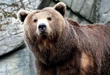 Зоологи вылечили медведицу страдающую алкоголизмом Медведицу лечили от алкоголизма.