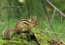 Азиатский бурундук – единственный представитель рода в Евразии Азиатский бурундук (Tamias sibiricus).