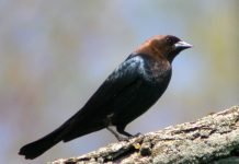 Буроспинный коровий трупиал — гнездовой паразит Буроголовый коровий трупиал (Molothrus ater).