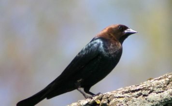 Буроспинный коровий трупиал — гнездовой паразит Буроголовый коровий трупиал (Molothrus ater).