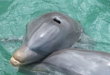 Дельфины и киты могут скорбеть по умершим Дельфины скорбят, как и люди.