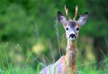 Европейская косуля: описание, ареал и образ жизни Европейская косуля (Capreоlus capreоlus).