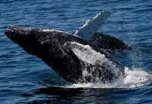 Кит гладкий японский – наиболее уязвимый вид на Земле Японский гладкий кит (Eubalaena japonica).