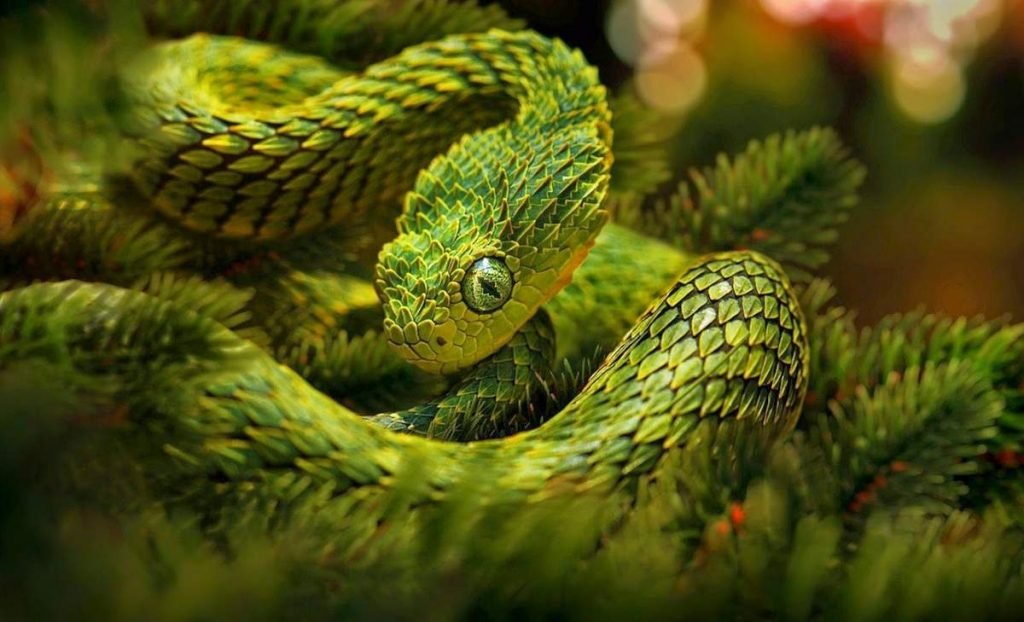 Колючая кустарниковая гадюка (Atheris hispida).