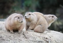 Луговая собачка – социальный грызун Луговые собачки (Cynomys).