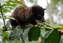 Названы пять животных, которые могут стать домашними питомцами Мусанг тоже может стать домашним питомцем.