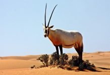 Орикс аравийский – мифический единорог в природе Аравийский орикс (Oryx leucoryx).