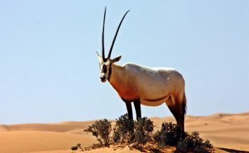 Орикс аравийский – мифический единорог в природе Аравийский орикс (Oryx leucoryx).