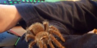 Что такое арахнофилия?