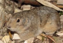 Пеструшка желтая – пустынный грызун Желтая пеструшка (Eolagurus luteus).