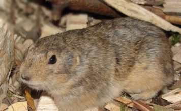 Пеструшка желтая – пустынный грызун Желтая пеструшка (Eolagurus luteus).