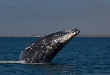 Сегодня Всемирный день китов и дельфинов Сегодня отмечается день серого кита.