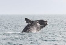 Североатлантический гладкий кит – самый редкий представитель рода Северный гладкий кит (Eubalaena glacialis).
