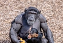 Шимпанзе могут представлять человеку опасность Шимпанзе может заразить человека ВИЧ.