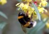 Шмель – жужжащий, мохнатый комочек Земляной шмель (Bombus terrestris).