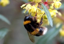 Шмель – жужжащий, мохнатый комочек Земляной шмель (Bombus terrestris).