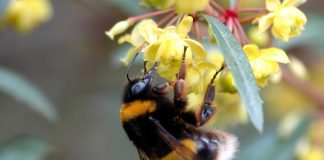 Шмель – жужжащий, мохнатый комочек Земляной шмель (Bombus terrestris).