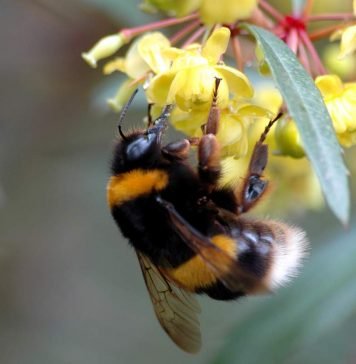 Шмель – жужжащий, мохнатый комочек Земляной шмель (Bombus terrestris).