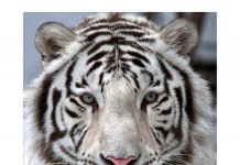 Стало известно какие животные вымрут к концу века К концу века бенгальский тигр, скорее всего, вымрет.