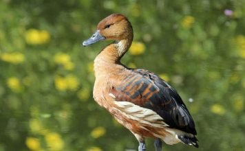 Странствующая свистящая утка: описание, распространение и образ жизни Странствующая свистящая утка (Dendrocygna arcuata).