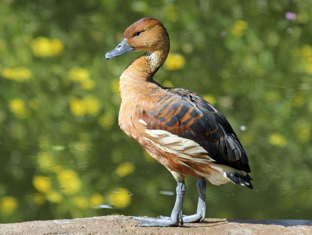 Странствующая свистящая утка (Dendrocygna arcuata).