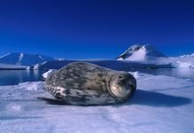 Тюлень Уэдделла – обитатель суровых условий Тюлень Уэдделла (Leptonychotes weddellii).