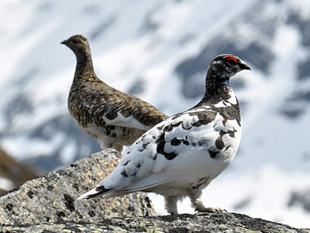 Тундряная куропатка (Lagopus mutus).