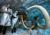 Ученые приступают к клонированию мамонтов Ученые начали клонировать мамонтов.