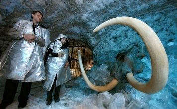 Ученые приступают к клонированию мамонтов Ученые начали клонировать мамонтов.