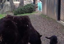 В Калифорнийском зоопарке подружились медведи и кошка Калифорнийская кошка подружилась с медведем.