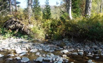 В Кузбассе найден скелет древнейшего млекопитающего В недрах Кузбасса нашли древнейшее млекопитающее.
