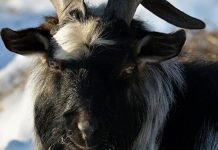 В Москве свое трехлетие празднует козел Тимур Тимуру исполнилось три года.