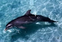 В Новосибирске откроется дельфинарий В новосибирском дельфинарии можно будет увидеть афалину.