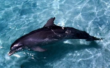 В Новосибирске откроется дельфинарий В новосибирском дельфинарии можно будет увидеть афалину.