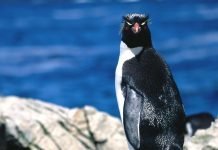 В Новосибирском зоопарке откроется пингвинарий В Новосибирске можно будет увидеть пингвинов.