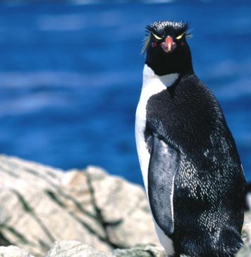 В Новосибирском зоопарке откроется пингвинарий В Новосибирске можно будет увидеть пингвинов.