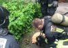 В Петербурге пожарные спасли кота Питерские пожарники спасли кота.