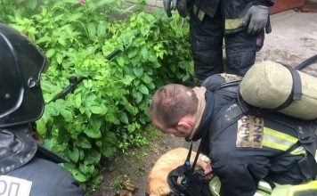 В Петербурге пожарные спасли кота Питерские пожарники спасли кота.