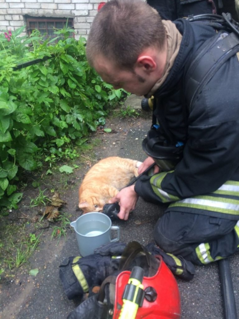 Подышавший кислородом и напоенный водой кот пришел в себя и вернулся в квартиру.