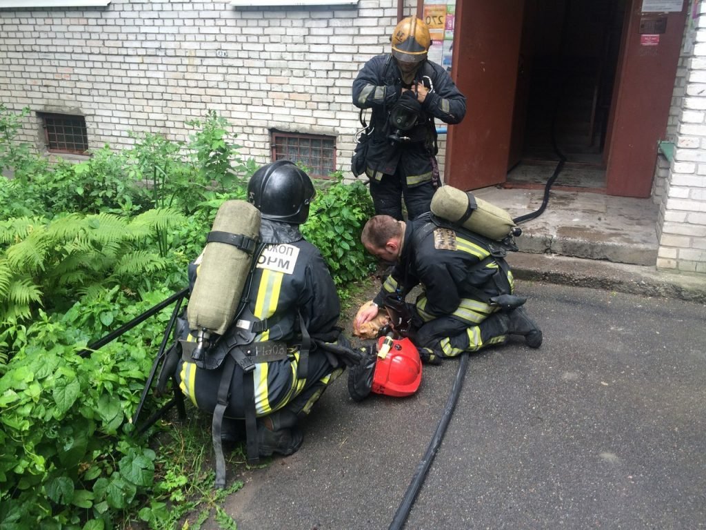 Во время пожара рыжий успел надышаться дымом настолько, что потерял сознание.