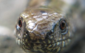 В Подмосковье обнаружена редчайшая ящерица В Подмосковье нашли веретеницу ломкую.