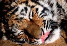 В Приморье спасенная тигрица заняла вольер леопарда Теперь спасенная тигрица проходит курс реабилитации.