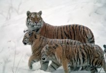 В России и Китае возросла популяция амурских тигров В России и Китае амурских тигров стало больше.