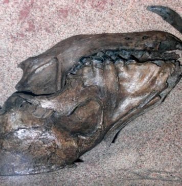 В Сибири найдено собачье кладбище двухтысячелетней давности В Сибири нашли древнее кладбище собак.